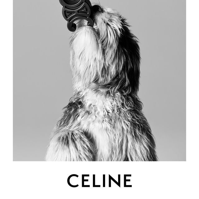  Celine’s New Collection Is Doggone Cute!