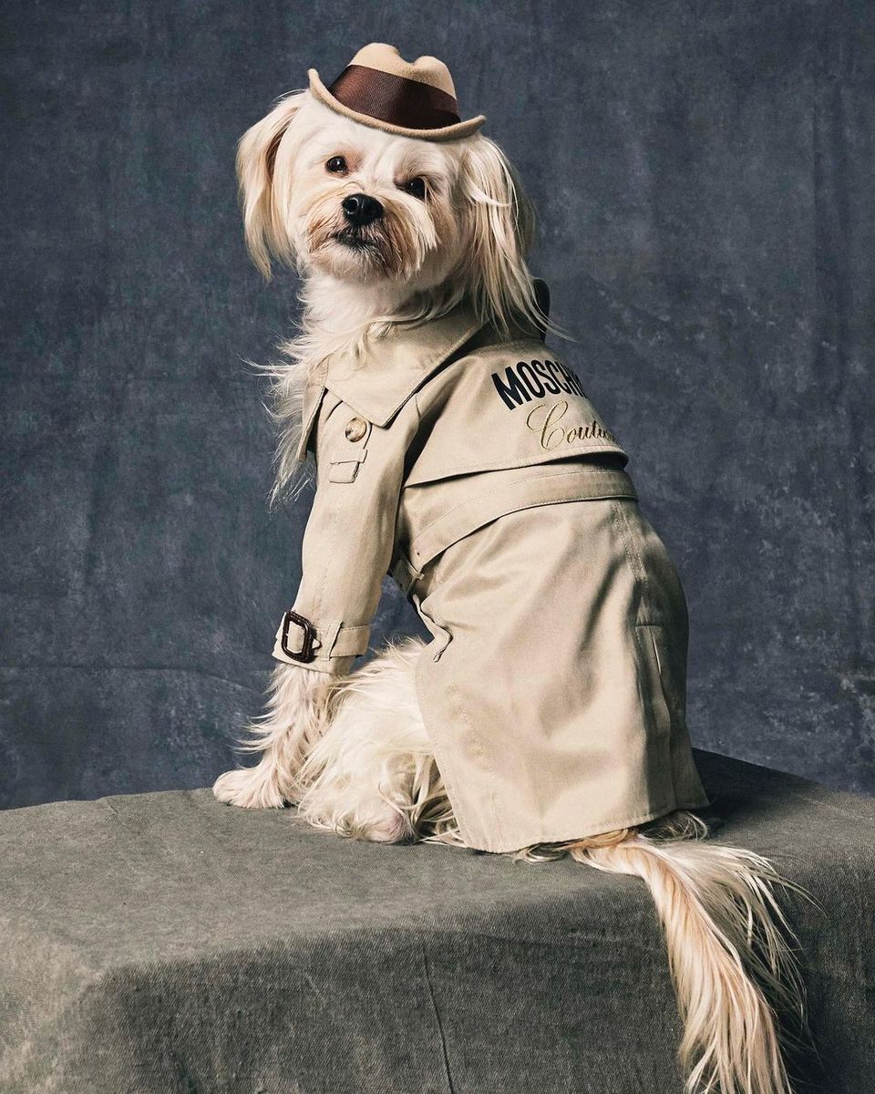 Make Your Furry Friend Look Extra Snazzy With Moschino’s New Collection 