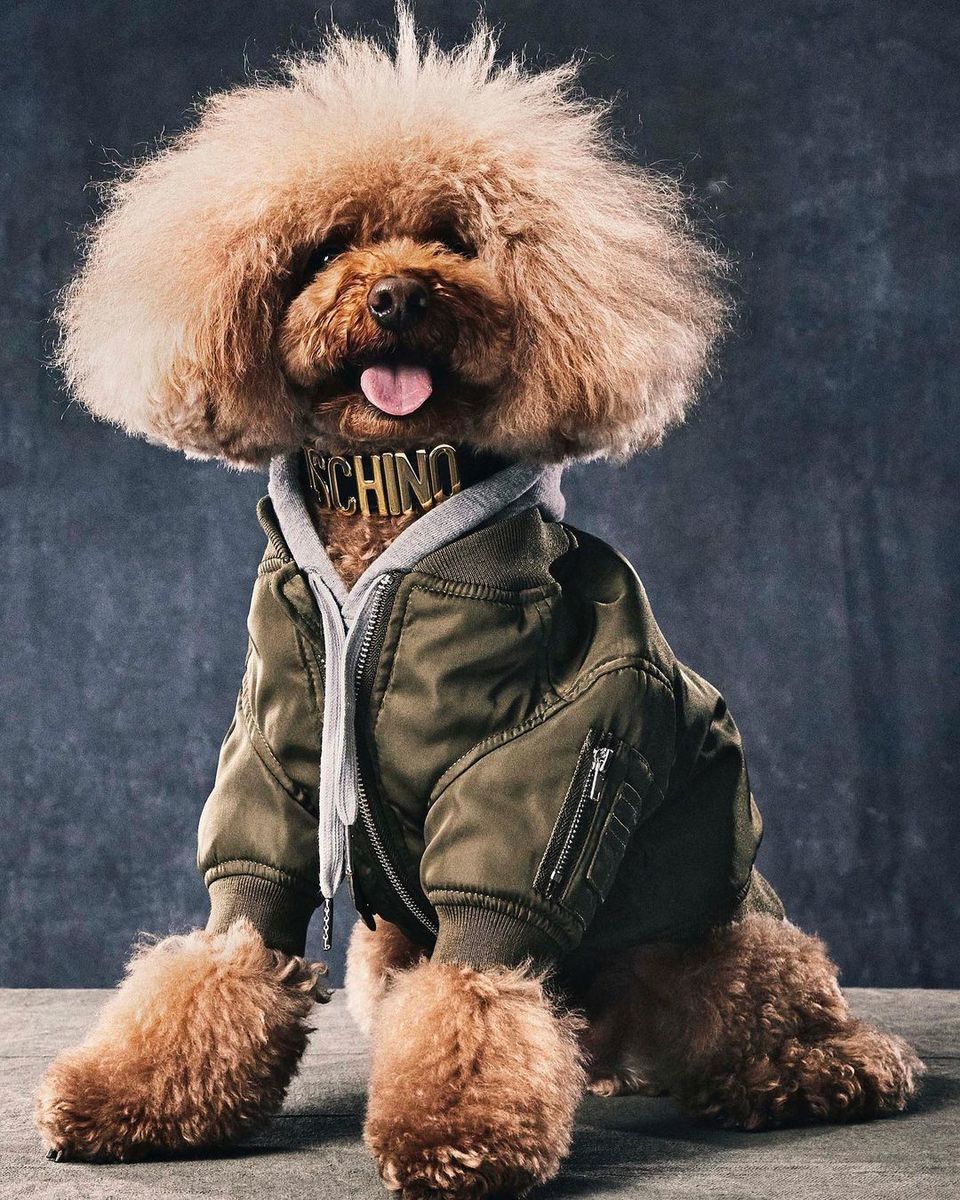 Make Your Furry Friend Look Extra Snazzy With Moschino’s New Collection 
