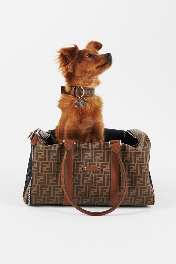 Fendi For Your Furry Friends 