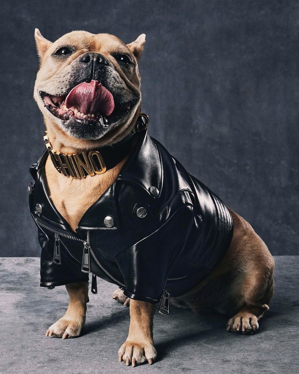 Make Your Furry Friend Look Extra Snazzy With Moschino’s New Collection 