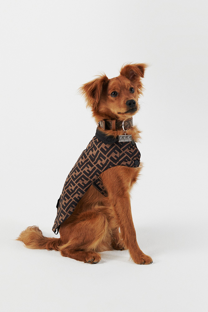 Fendi For Your Furry Friends 