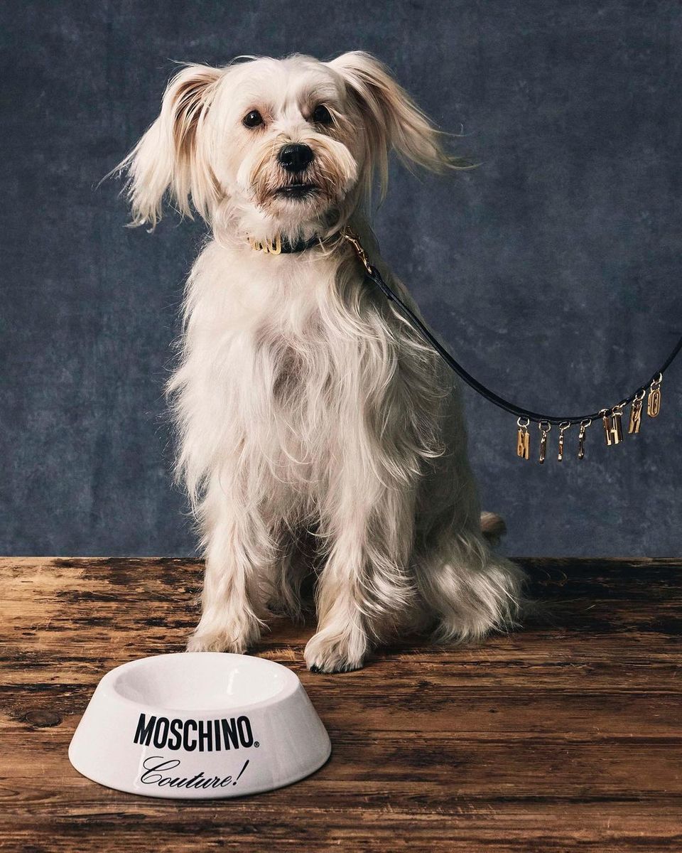 Make Your Furry Friend Look Extra Snazzy With Moschino’s New Collection 