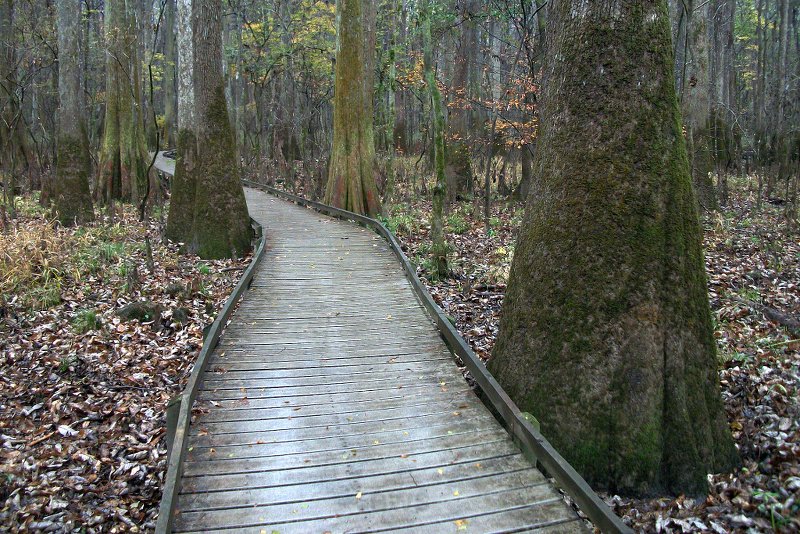 Congaree National Park