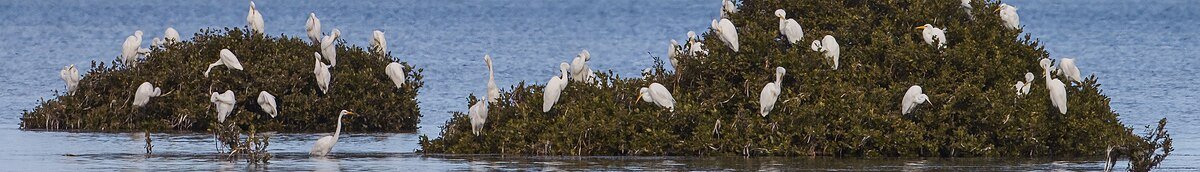 Adelaide International Bird Sanctuary National Park - Winaityinaityi Pangkara National Park