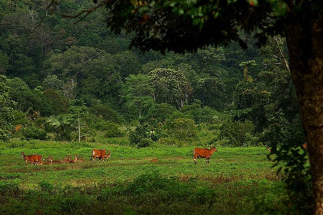 Alas Purwo National Park