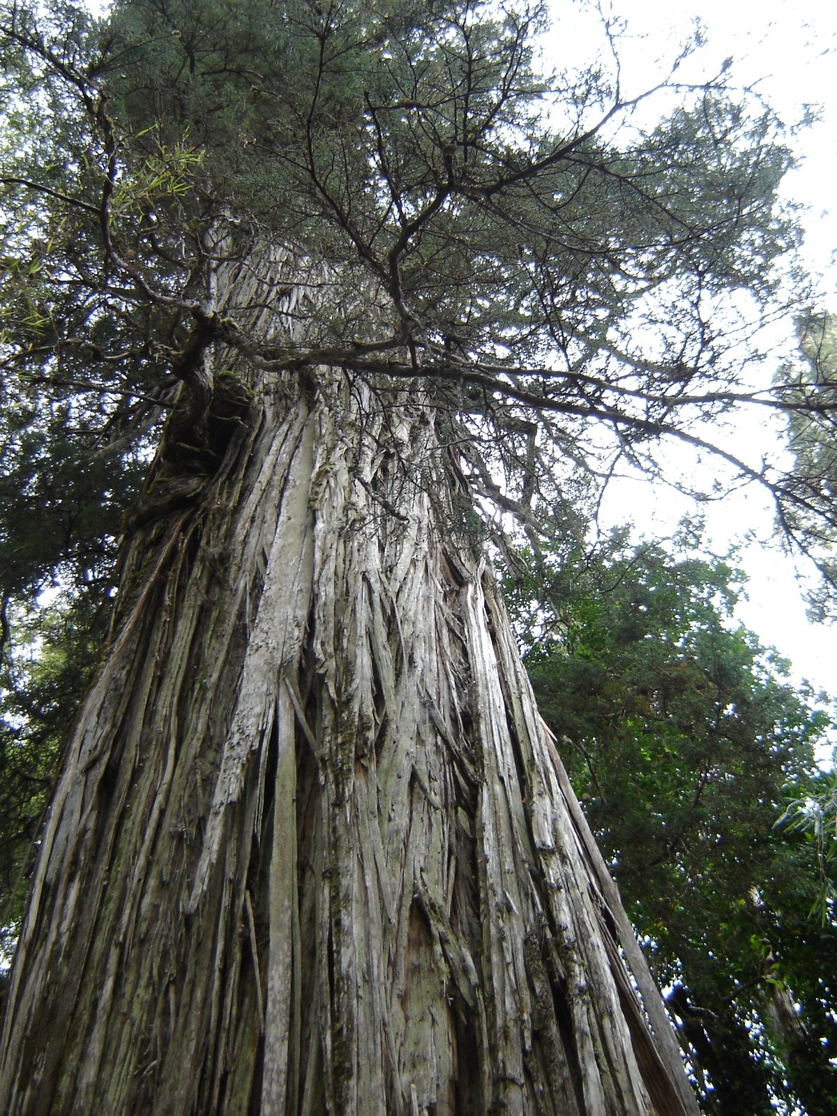 Alerce Costero National Park