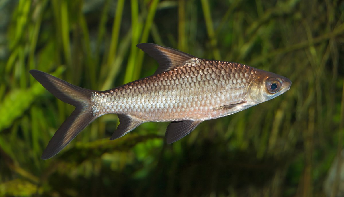 Bala