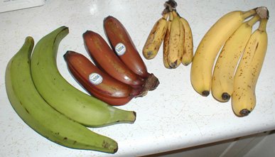 Banana Lake