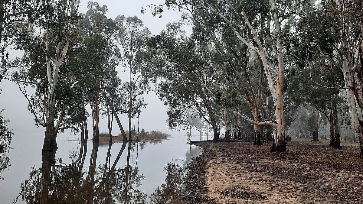 Barmah National Park