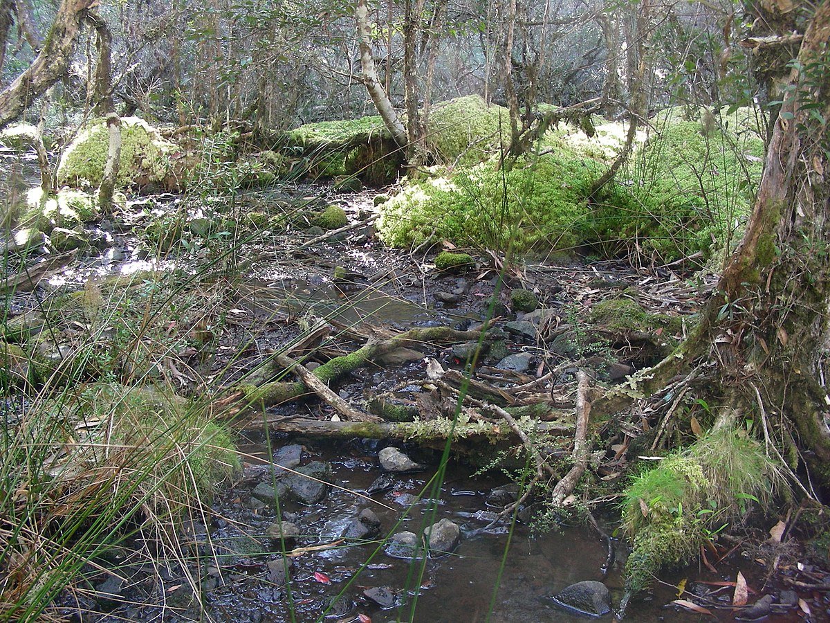 Ben Halls Gap National Park