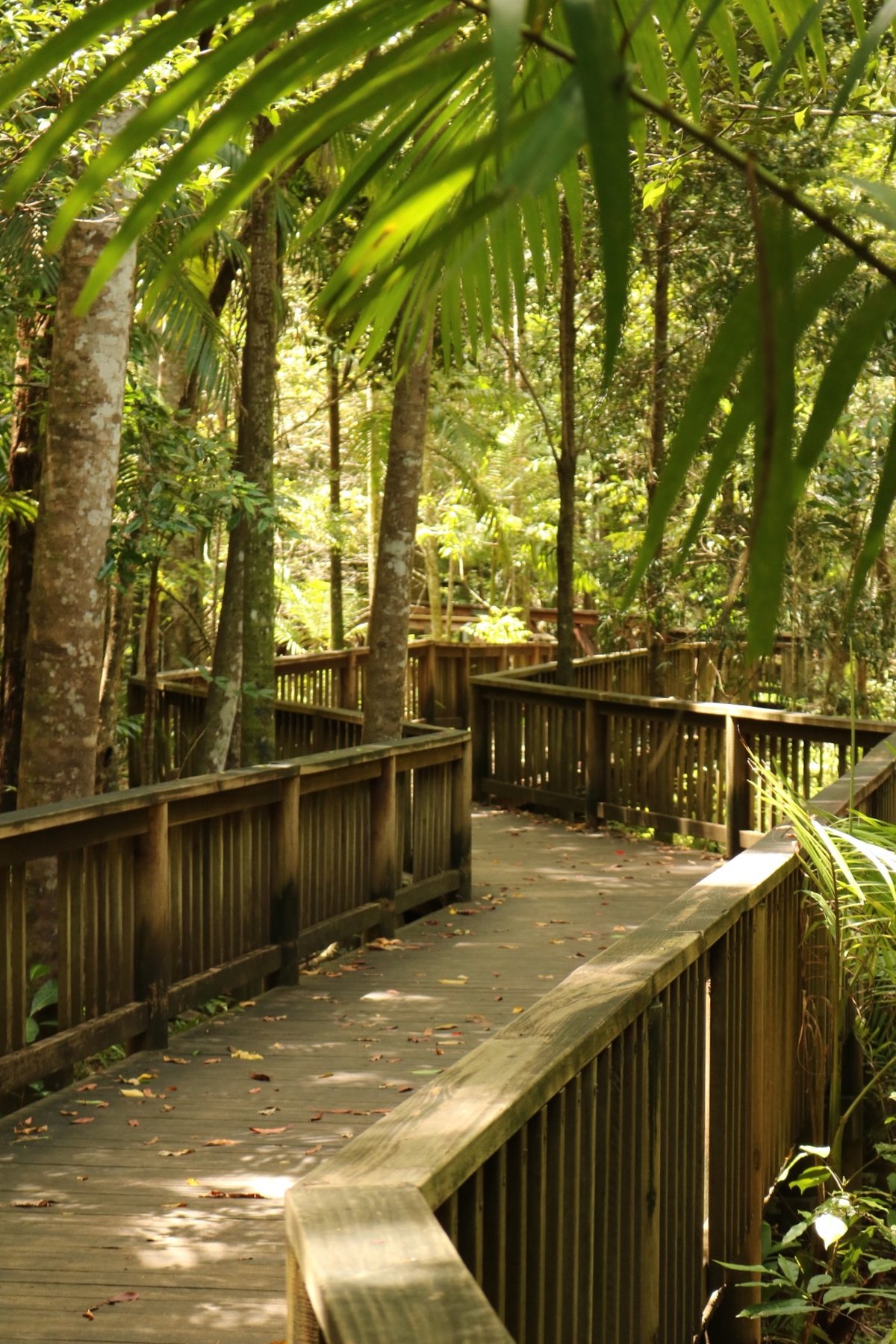 Buderim Falls