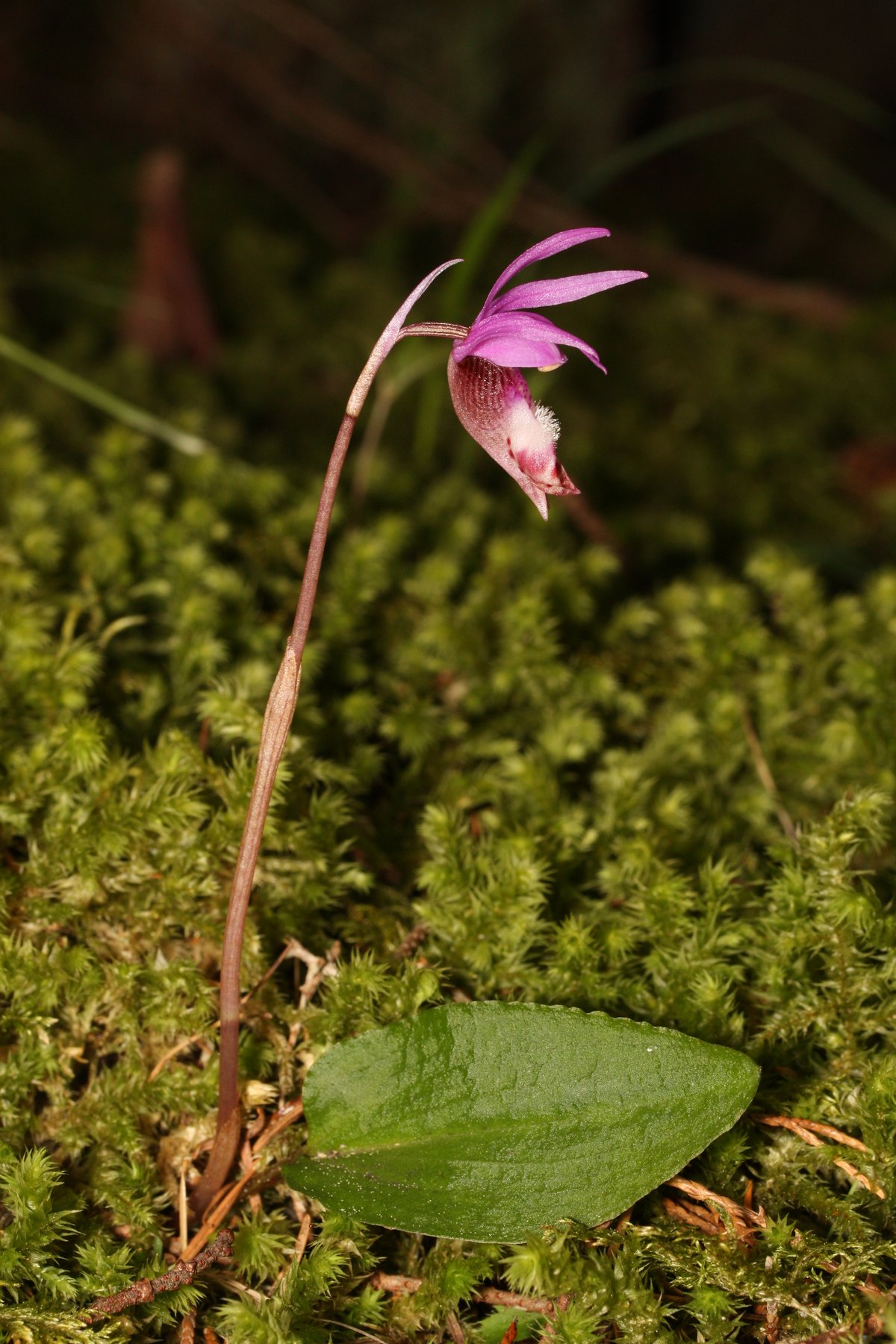 Calypso Cascades