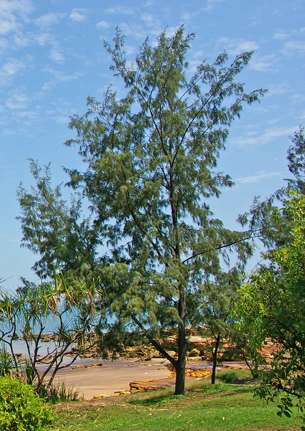 Casuarina Beach