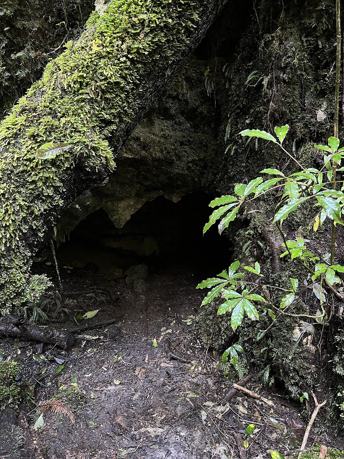 Cavern Creek Cave