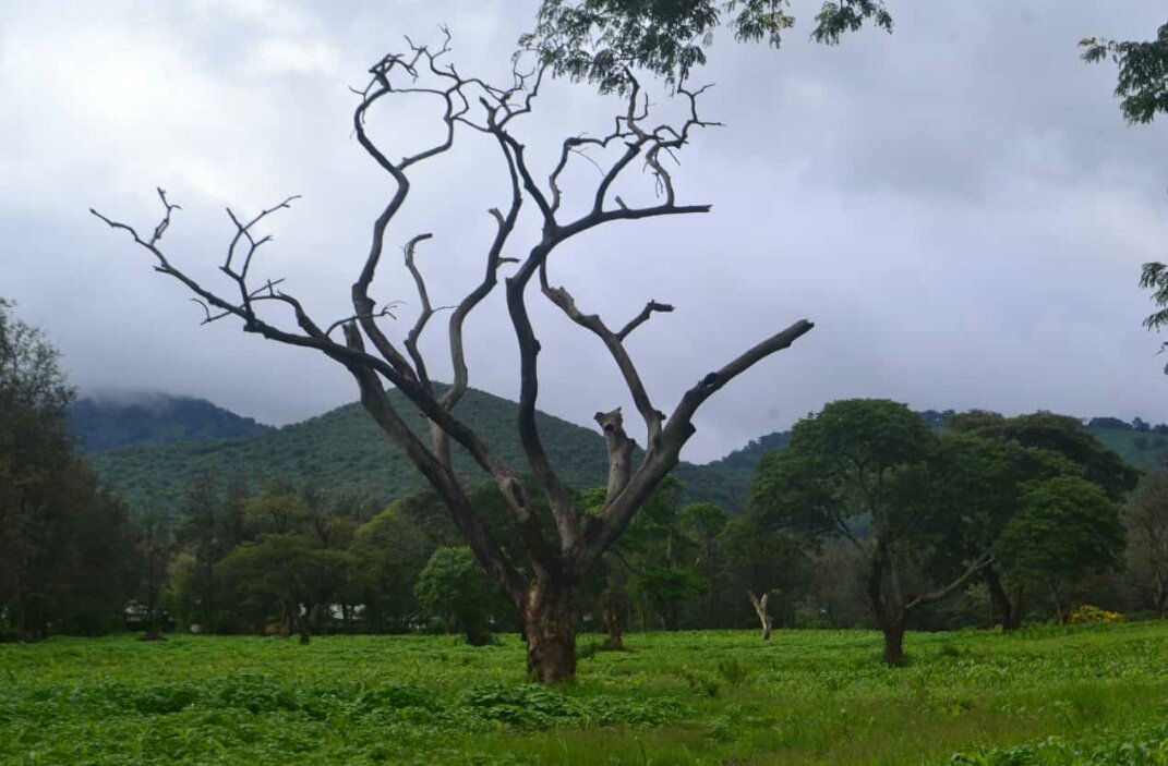 Monduli