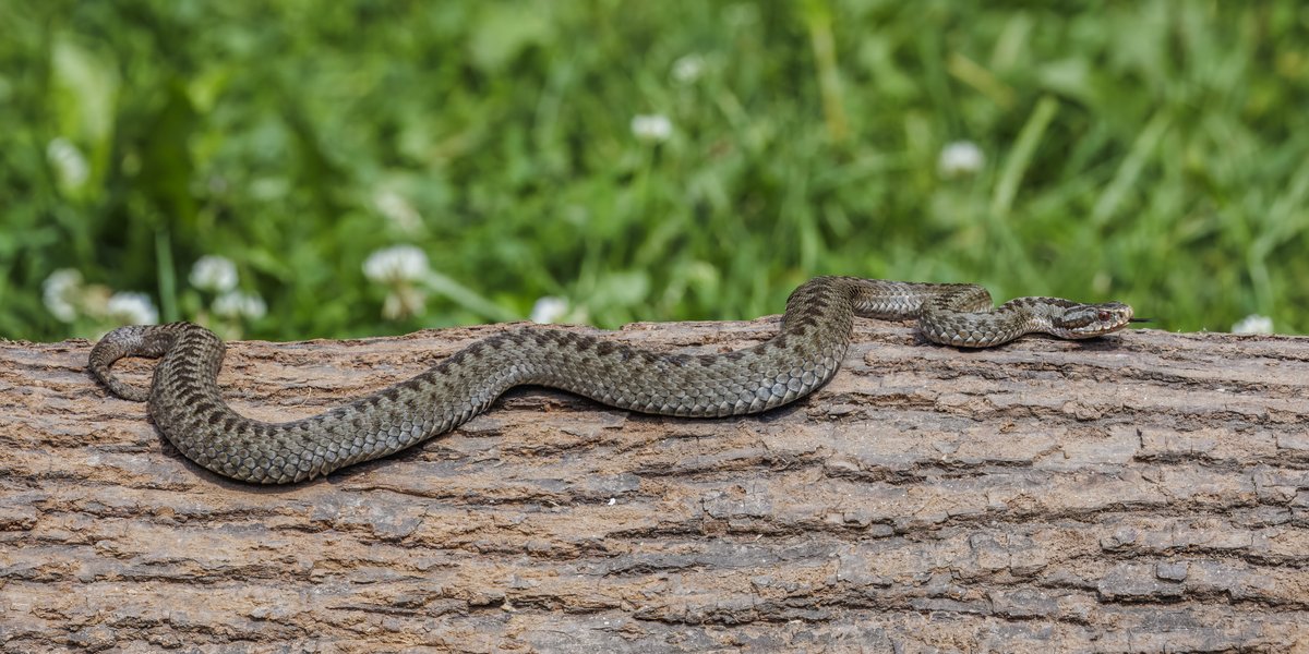 Adder Pond