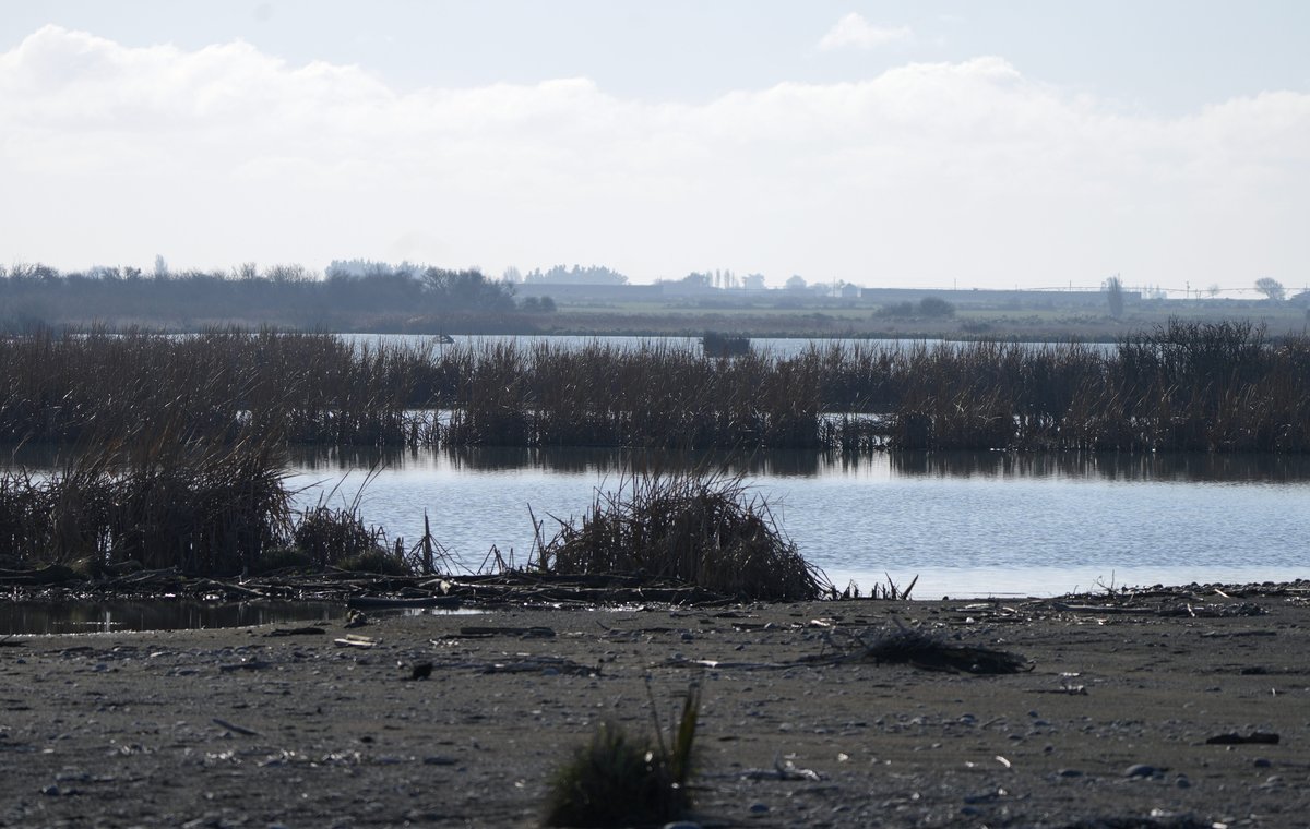 Coopers Lagoon / Muriwai