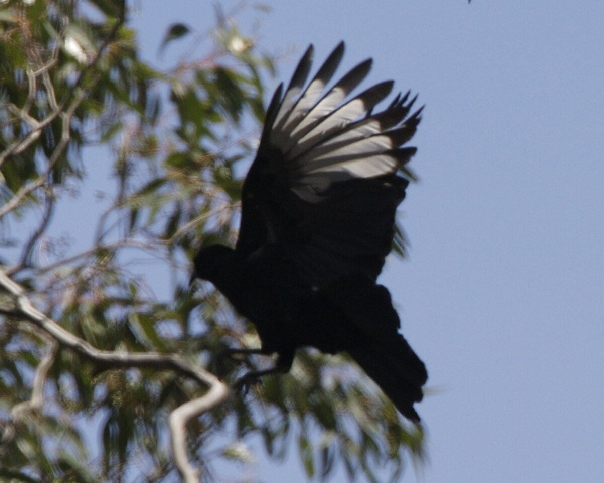 Brisbane Ranges National Park