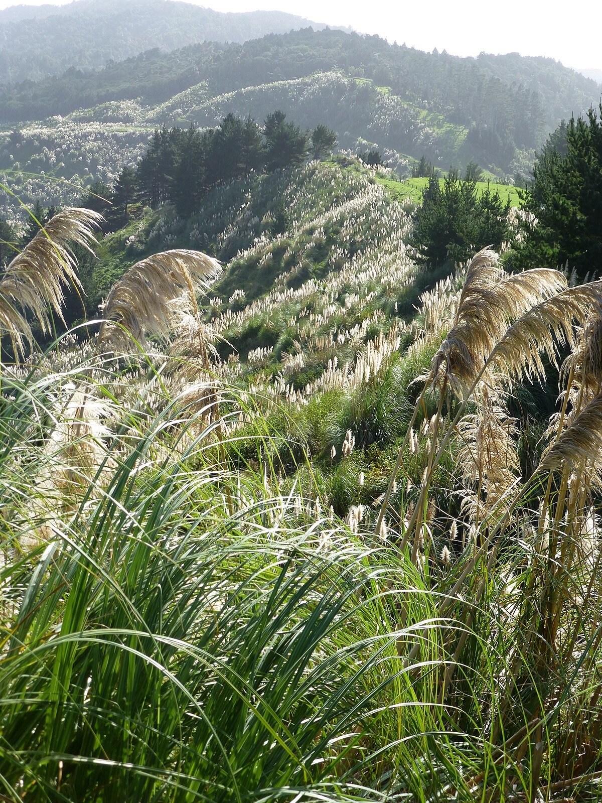 Atuanui / Mount Auckland