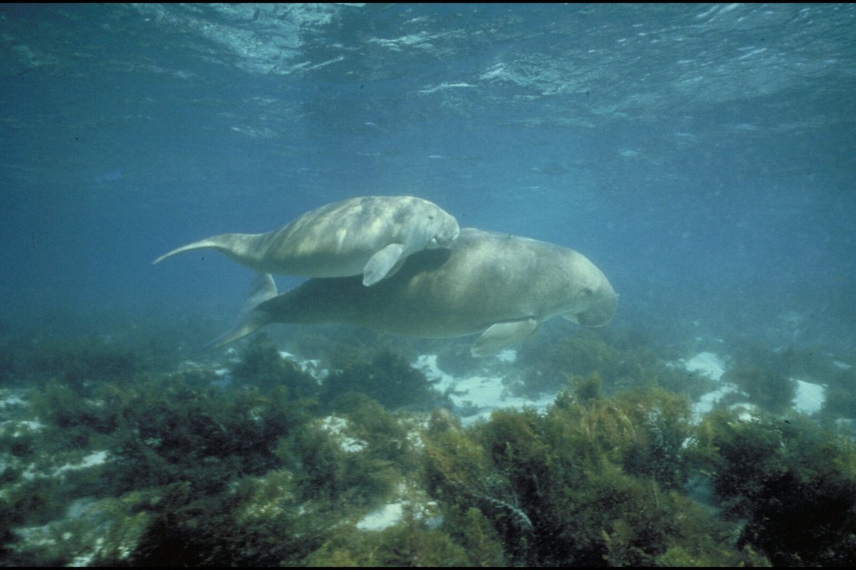Gulf of Mannar Marine National Park
