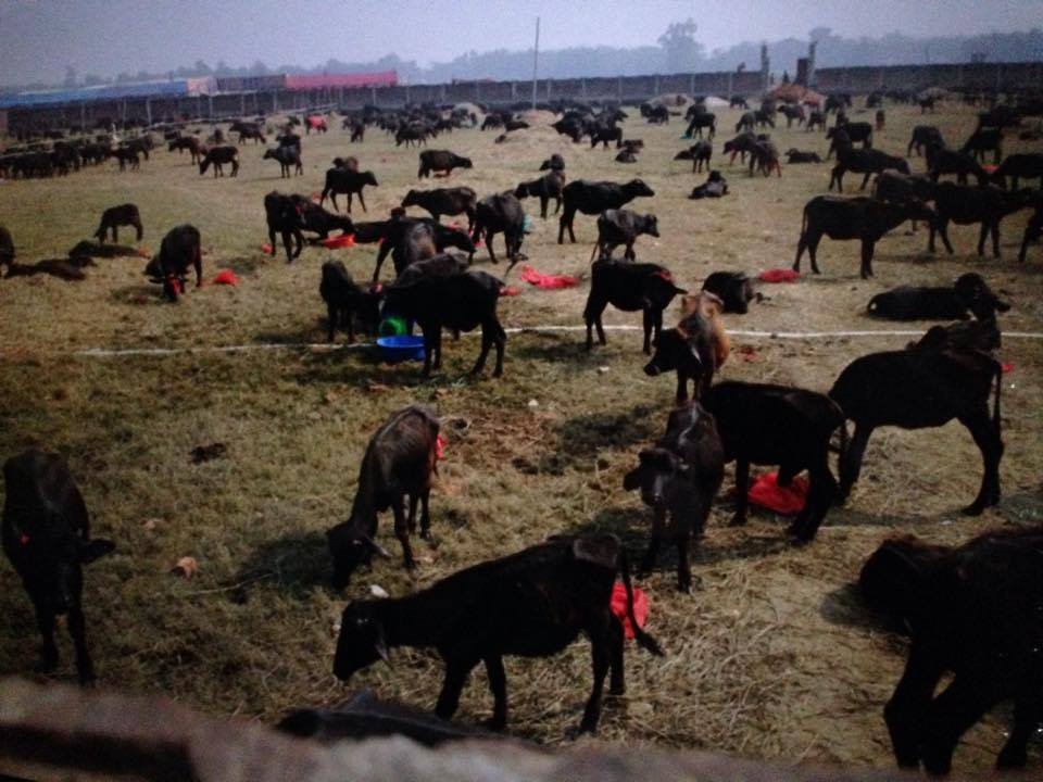 Gadhimai
