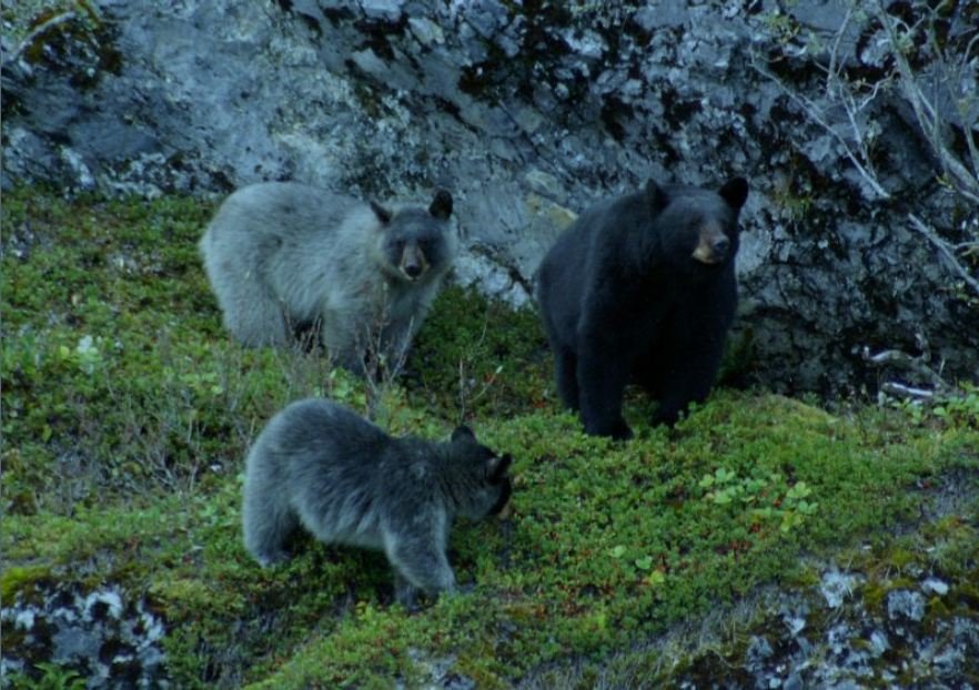 Bear Glacier