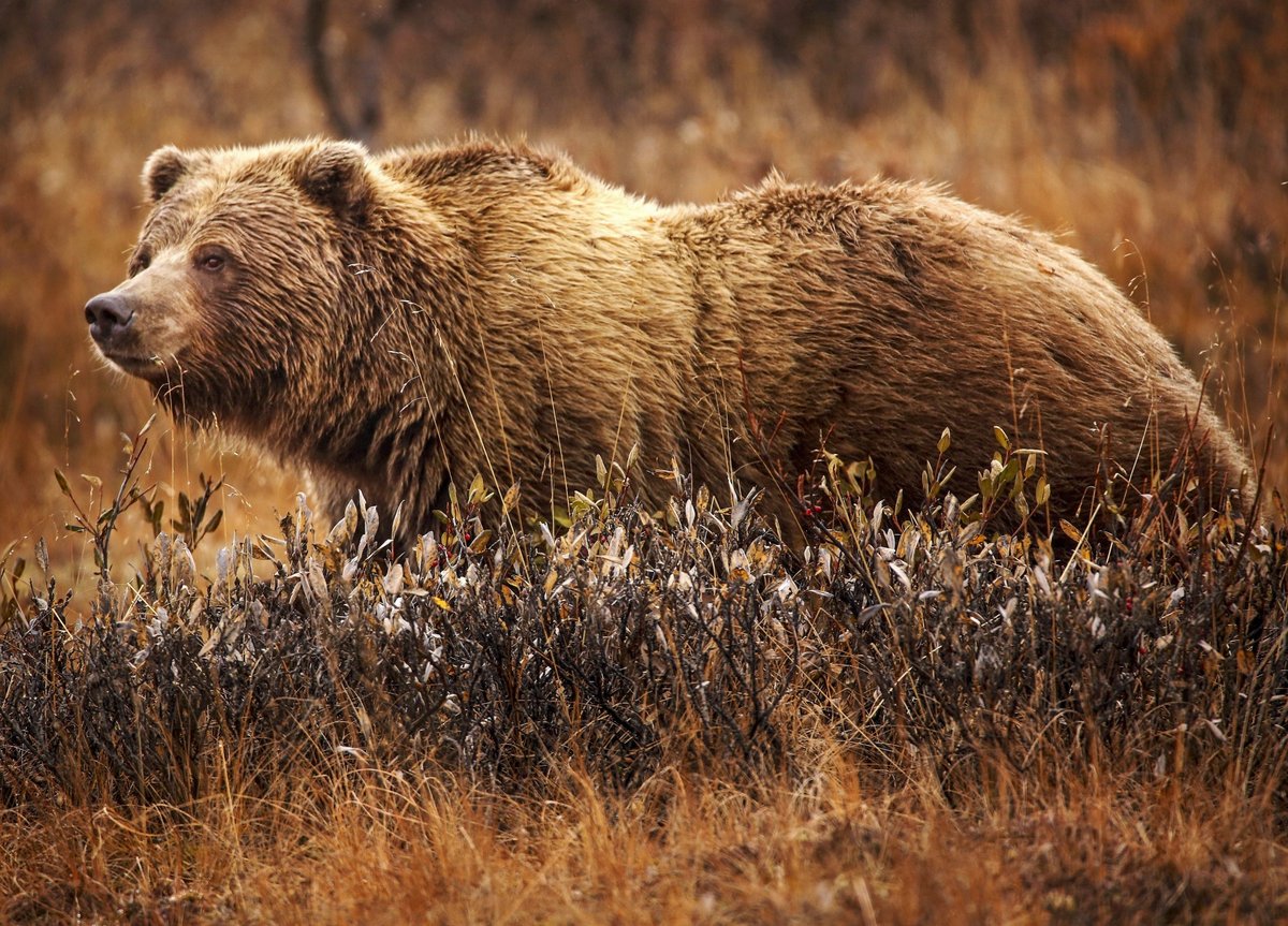 Bear Falls