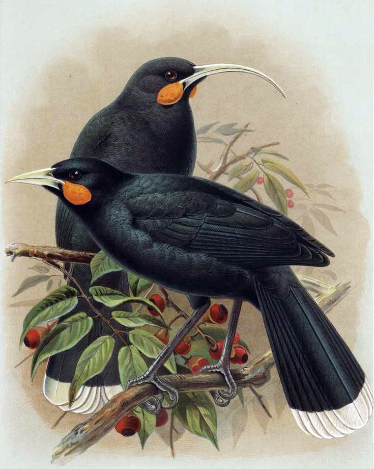 Huia Cave