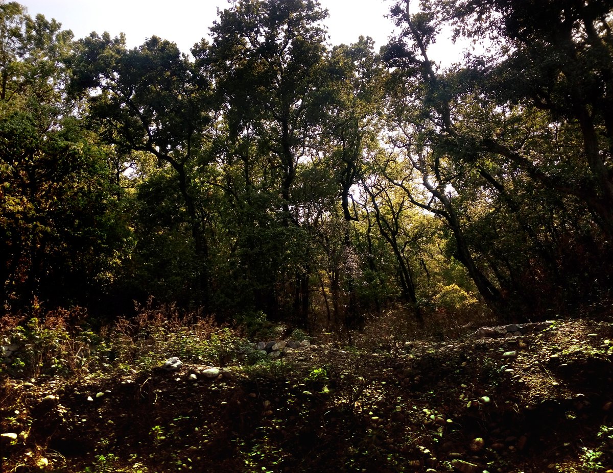 Kalesar National Park