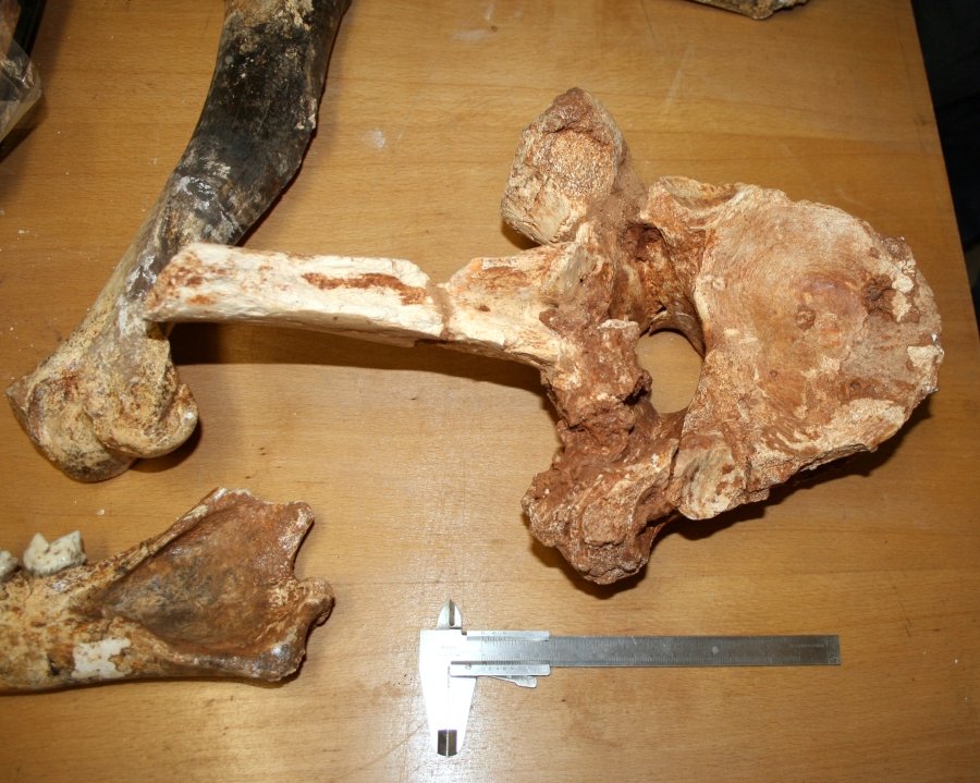 Vrtare Male