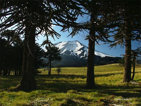 Lonquimay