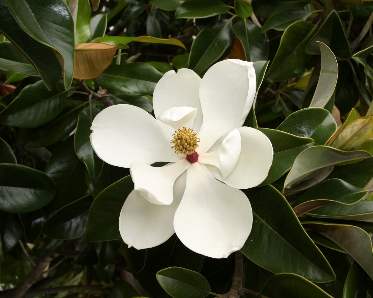 Flower Fall