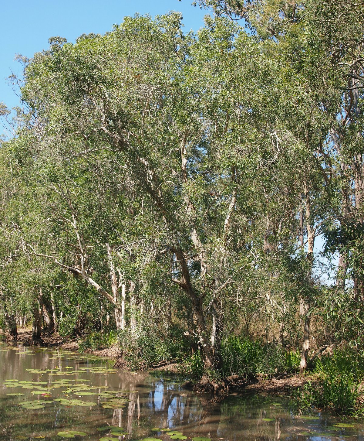 Baga National Park