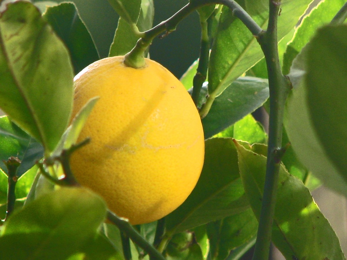 Lemon Spring