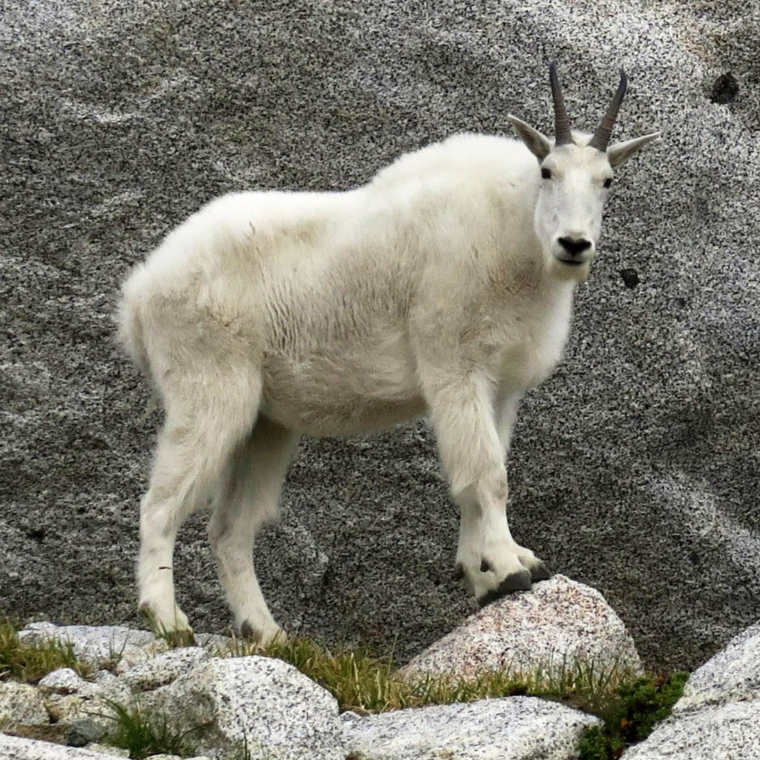 Goat Mountain