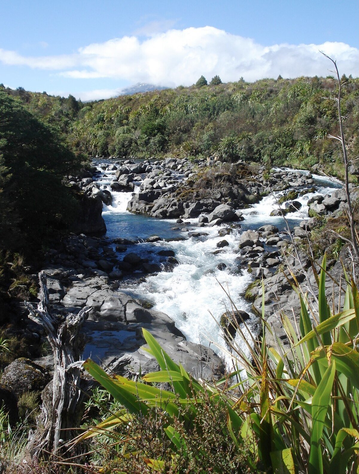 Mahuia Rapid