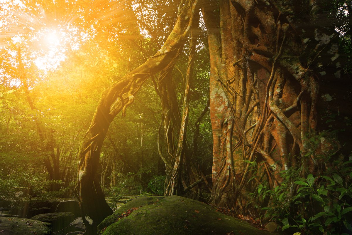Pang Sida National Park