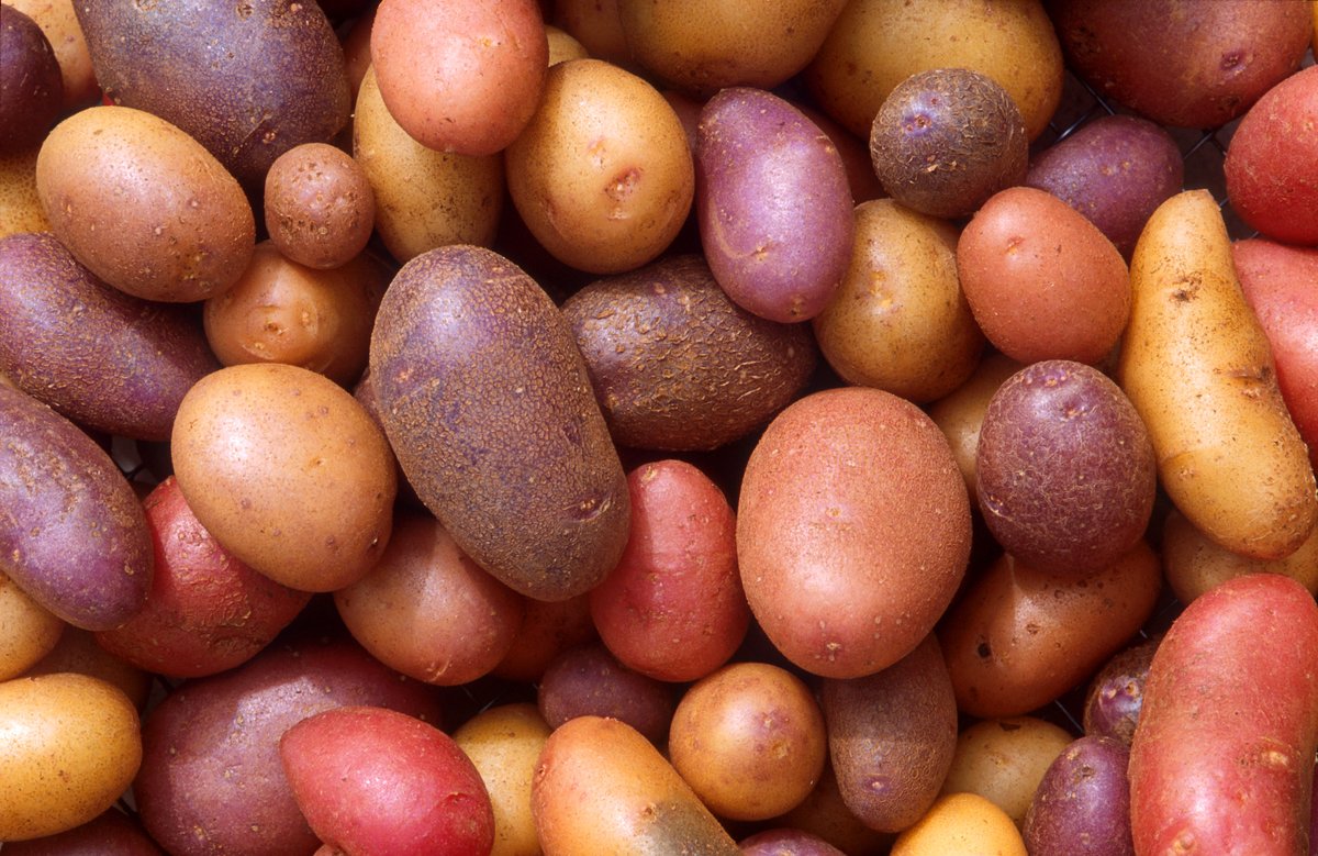 Potato Hill