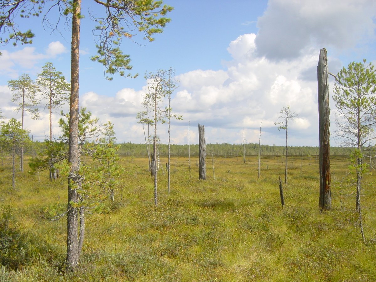 Patvinsuo National Park