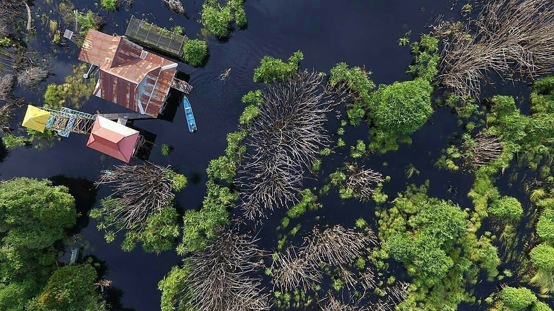 Sabangau National Park
