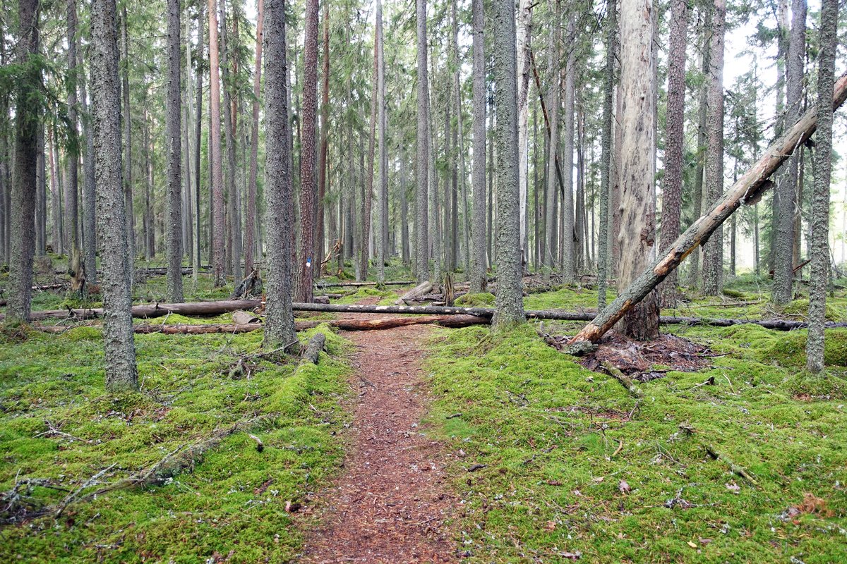 Pyhä-Häkki National Park