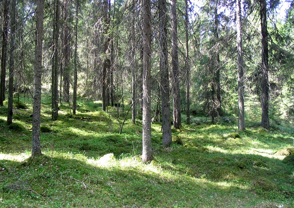 Liesjärvi National Park