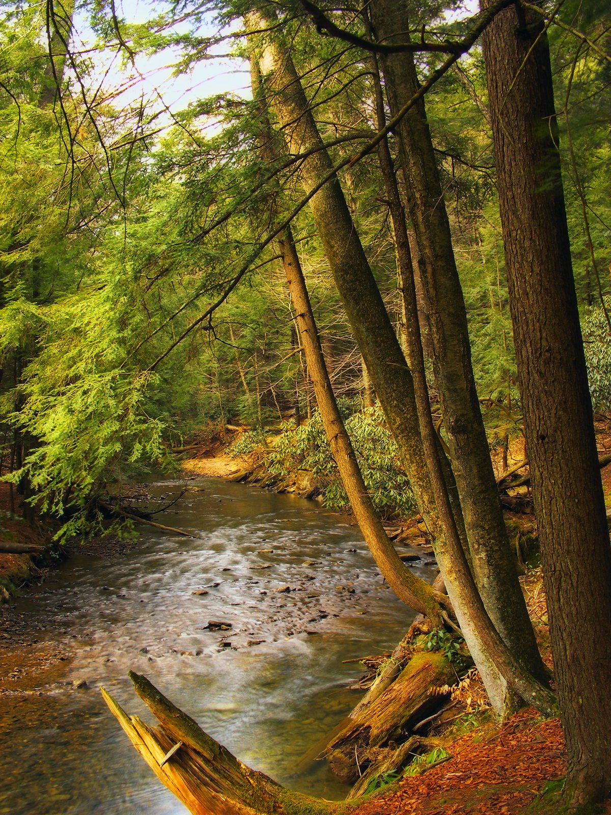 Cook Forest Tower