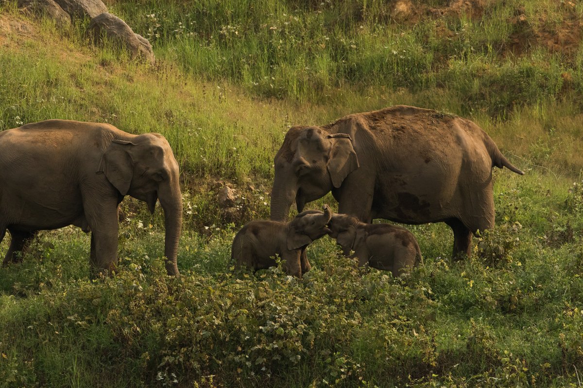 Anaimalai Tiger Reserve