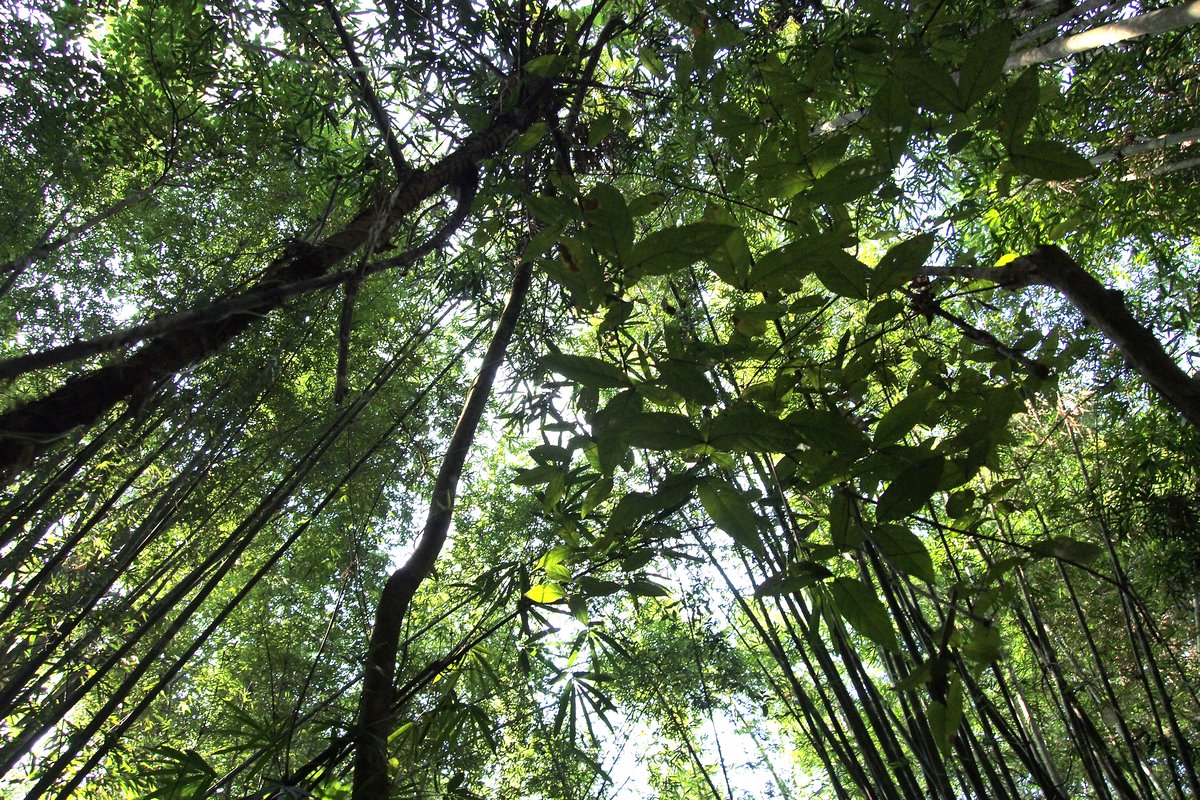 Khlong Phanom National Park