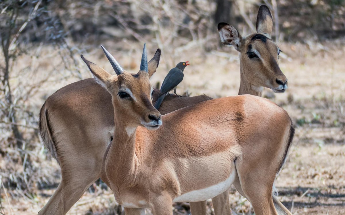 Dachigam National Park