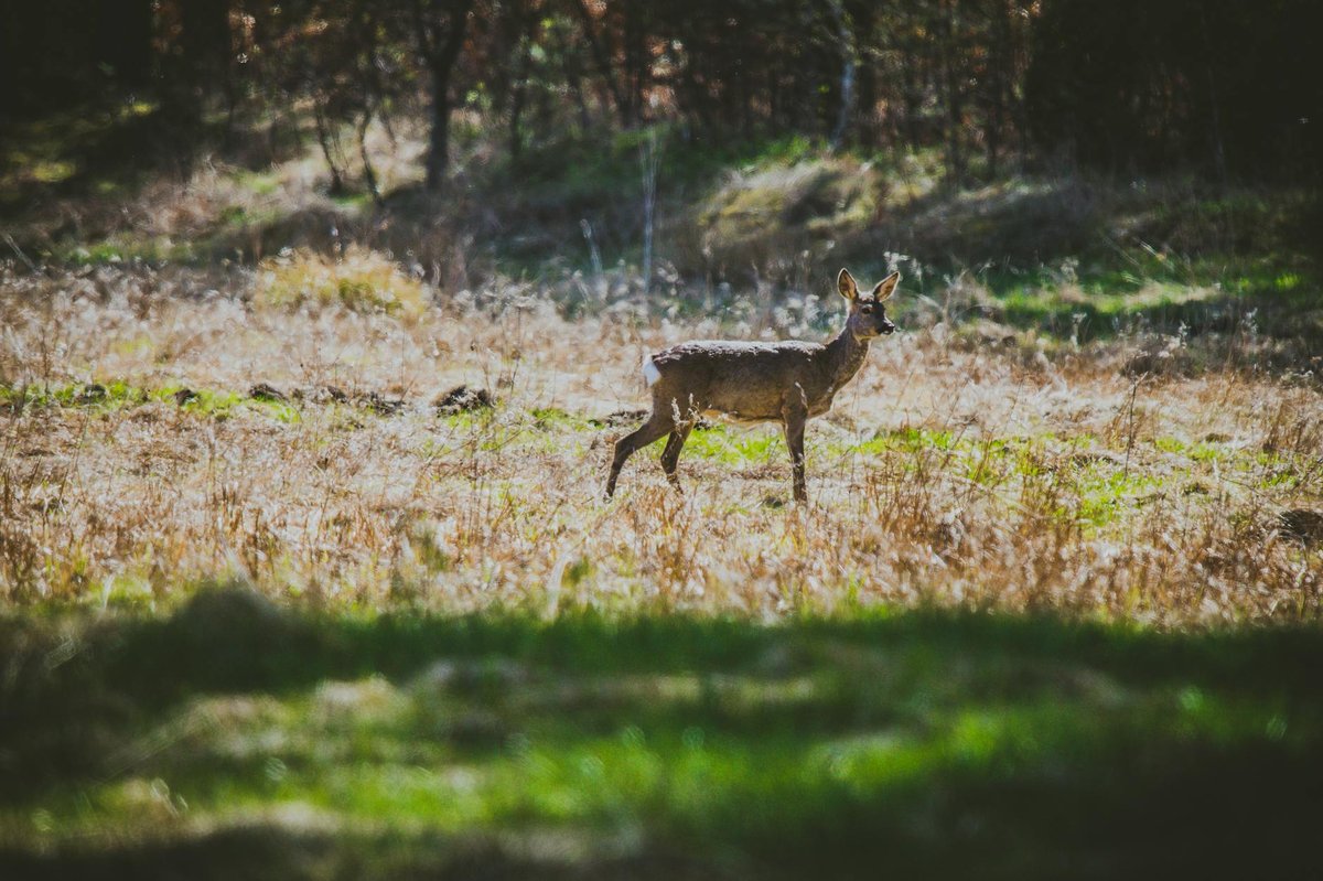 Gir Forest
