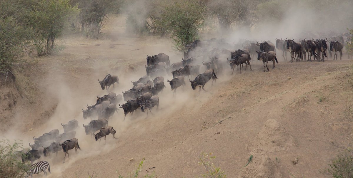 Narok