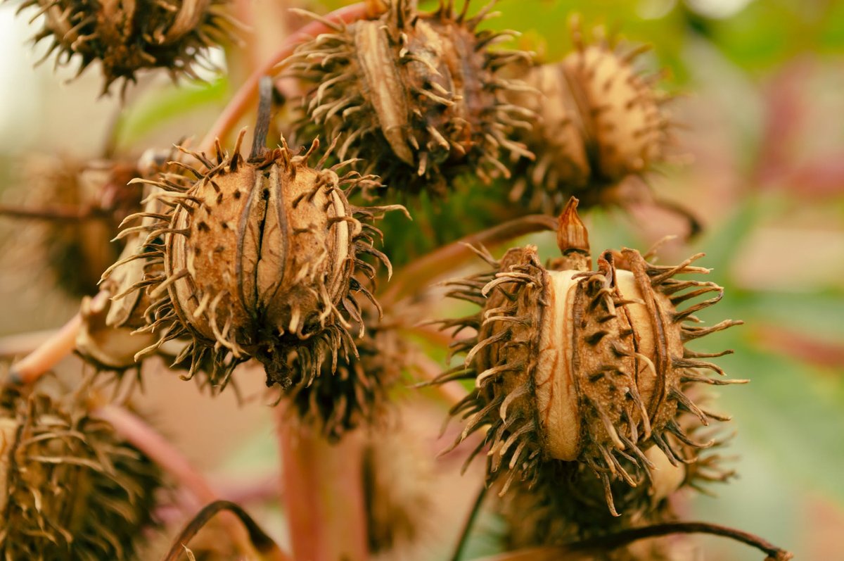 Castor Oil Chute